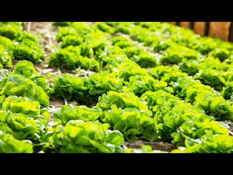 Kallu pattlu treatment . Natural remedy .