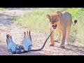 Epic Battle Between Lions Black Mamba And Eagle