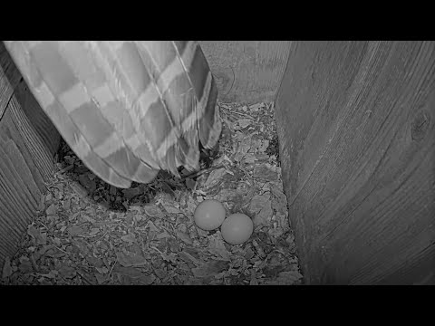 Female Barred Owl Reveals Second Egg of 2025! – March 8, 2025