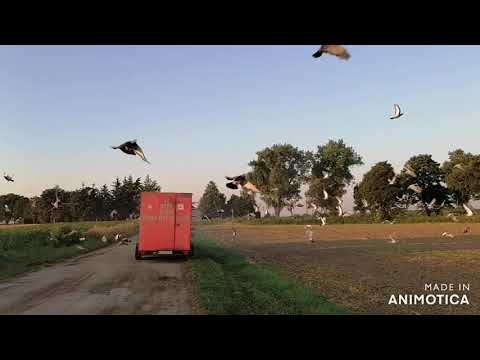 Vypúšťanie PH / Sadki / OZ KOŠICE