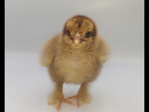 Een eenzaam Brahma kuiken; hoe vermaak je die?