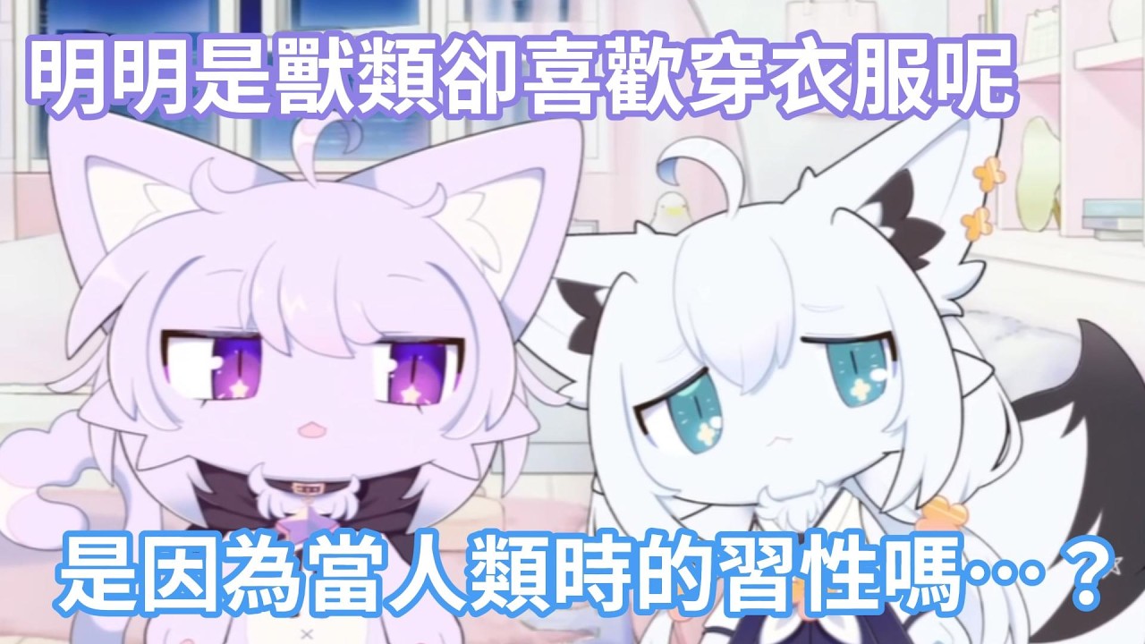 獸化的白上吹雪依舊穿著衣服，但貓又小粥不愛穿？！跟曾是人類時的習性有關…？【hololive中文字幕精華】