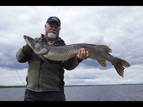 Big Pike of Kesagami Lake | Ontario