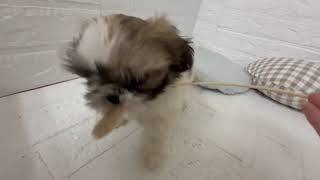 シーズーの動画01