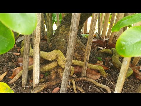 22/10 gl quý ae cây mai giáng long giao rin hương đế già quái lh 0969248849