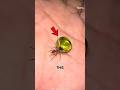 Honey Ants🐜 The Edible Candy Insects