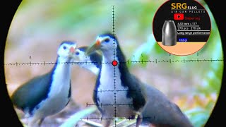 Download lagu HUNTING FOR RUAK, RUAK COME IN LOTS mp3