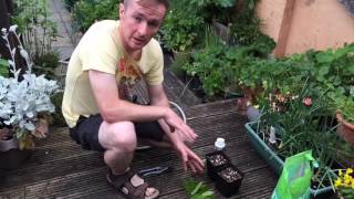 Softwood / semi ripe cuttings of Bay and Mock Orange