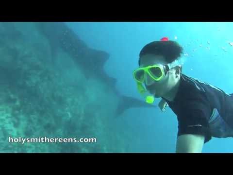 Whale Shark Swim in Ari Atoll, Maldives