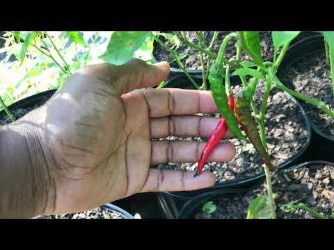 Growing and Harvesting Cayenne Pepper  { 2021 Cayenne Pepper Harvest }