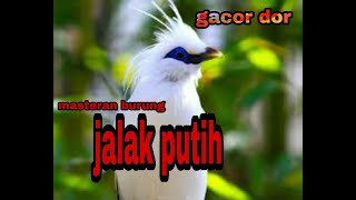 Download lagu Suara burung jalak putih / jalak bali.  Cocok buat masteran / pancingan.  100% ampuh mp3