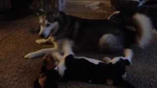 Siberian Husky and Basset Hound Puppy Playing