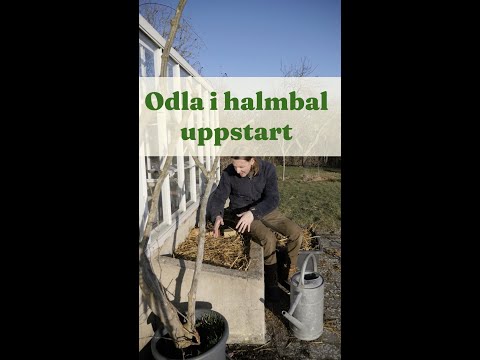Odla i halmbal uppstart - Trädgårdshacks med GardenR