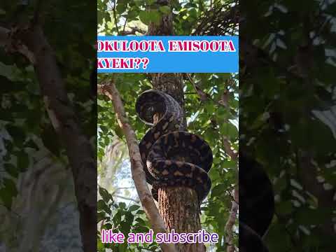 𝙊𝙆𝙐𝙇𝙊𝙊𝙏𝘼 𝙀𝙈𝙄𝙎𝙊𝙏𝘼 𝙆𝙔𝙀𝙆𝙄???