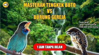 Download lagu Suara Tengkek Buto vs Gereja Tarung | Masteran Murai Batu, Cucak Ijo Juara mp3 Download lagu Suara Tengkek Buto vs Gereja Tarung | Masteran Murai Batu, Cucak Ijo Juara mp3