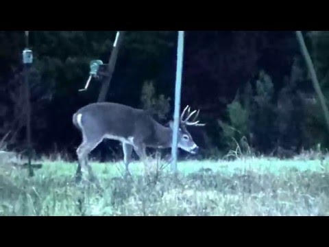 8pt Buck Hunt 2015 Sisco D Ranch 8pt Buck Hunt 2015 Sisco D Ranch