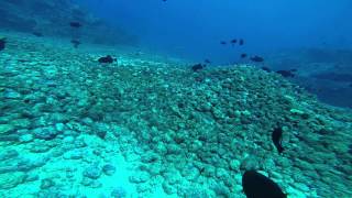 preview picture of video 'The Marine Life of Stella's Gullies, Ascension Island'