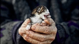 ДОБРЫЕ ПОСТУПКИ ЛЮДЕЙ, ДОСТОЙНЫЕ УВАЖЕНИЯ 2017 (До слёз)