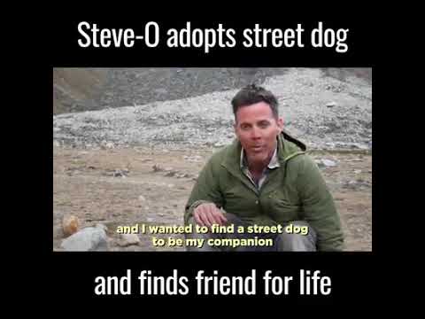 Story of steve o adopting a stray dog |Love