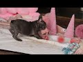 French Bulldog dogs for sale: Jackie - Video 1