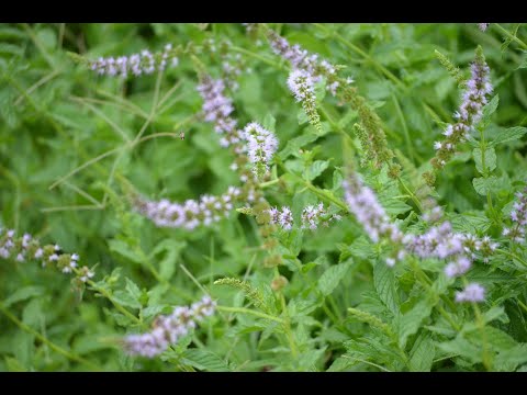 Episode 185: The Frog Anomaly