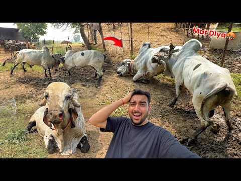 Arjun Vs Anand Bull Dangerous Fight🤬⚔️