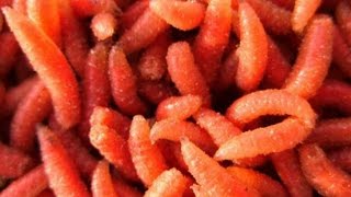 Как подготовить опарыша к рыбалке