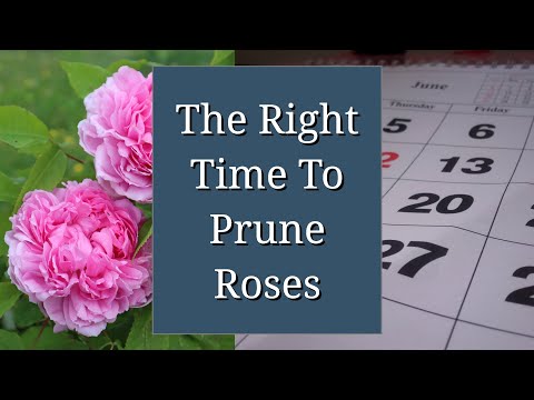 Right Time to Prune Roses