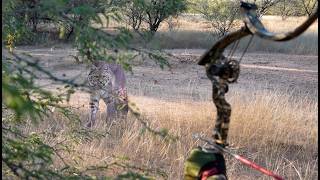 Bobcat Looking Down My Arrow.  Wear It!