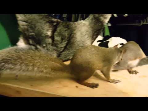 Squirrels love Avacodos!