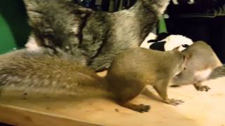 Squirrels love Avacodos!