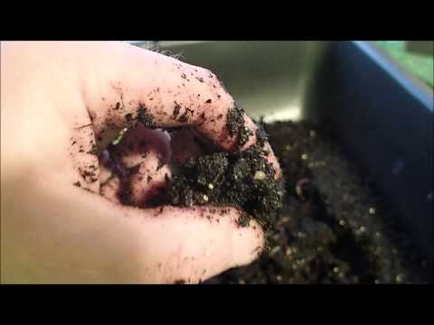 Red Wigglers | Horizontal Migration Finale 12-18-19