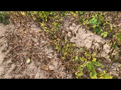 Sikkation bei Kartoffel - Erfolgsrezept zur Abreifesteuerung