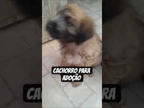 cachorro para adoção em Francisco Sá Minas Gerais