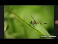 Gas Foring Cute Foring Fly In The Sky