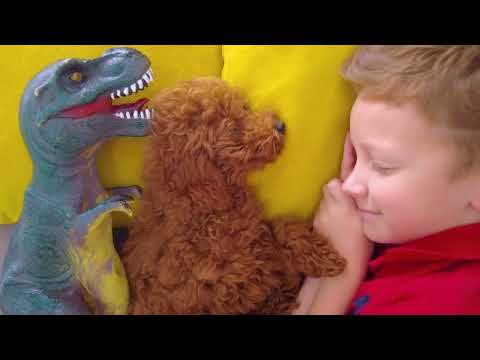 Sleepy Leo is tucking in his dinosaur and his playful dog