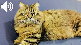 Download lagu Male Cat In Heat Calling Female mp3