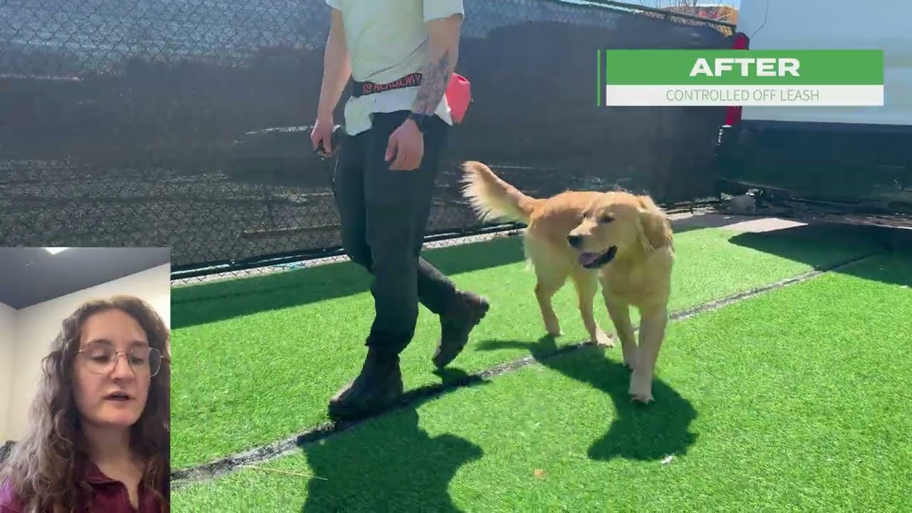 Golden Retriever Board & Train Transformation