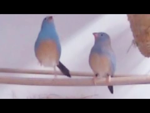 Motýlik modrohlavý (Uraeginthus cyanocephalus) — video o speve a chove