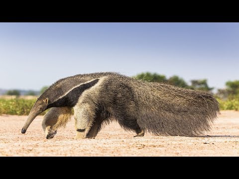 Au menu de ce jour pour le tamanoir : plein de délicieuses termites !