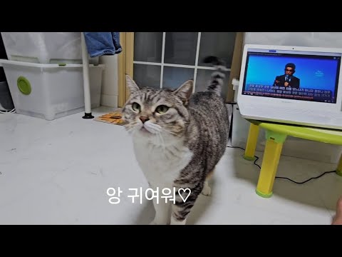꼬리치는 맹수