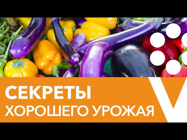 Секреты выращивания ПЕРЦЕВ И БАКЛАЖАНОВ. Прямой эфир с биологом