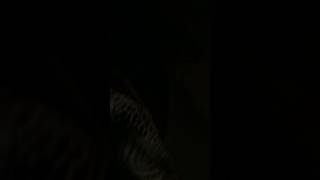 Opening for nappy roots and aaron carter