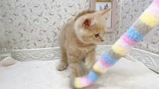 マンチカンの動画01