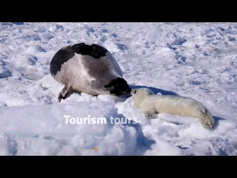 冰層收縮威脅到加拿大的海豹幼崽 (Shrinking ice threatens Canada's seal pups)
