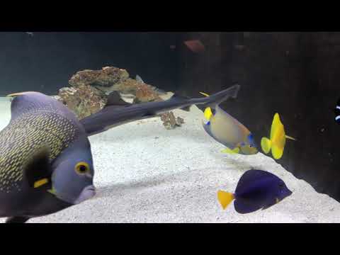 Adult queen and French angel fish