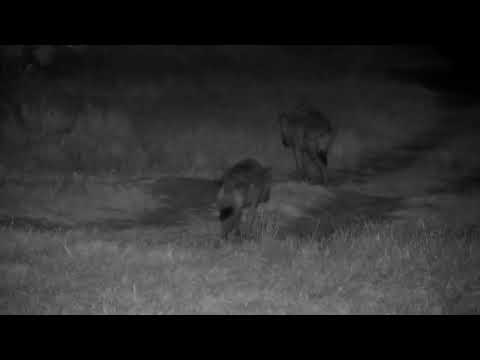 Djuma: Two Hyenas walk by heading towards Twin Dams Road - 03:50 - 10/20/2022