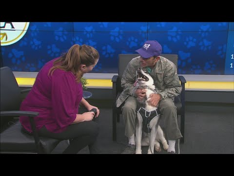 Pet of the Week: Nico - YouTube