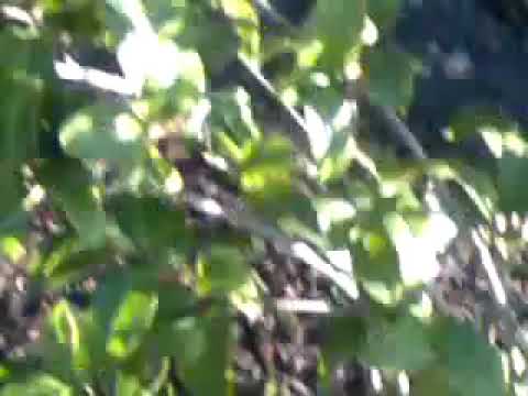 bernard bresslaw marker at golders green crematorium 3rd january 2010