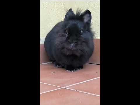 Calidad de vida de los animales.